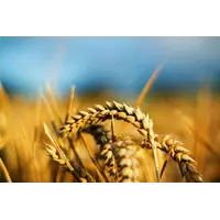 Пшеница Продовольственная 3ого класса